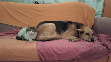 Garden of apartment building house for stray cats in Turkiye's Cankiri