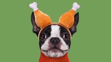 Keep your dog safe from food (and tacky clothing) this Thanksgiving.