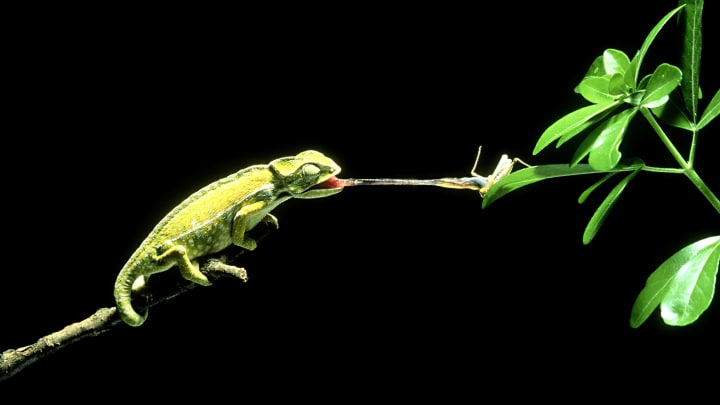 Chameleons have ultra-sticky tongues.