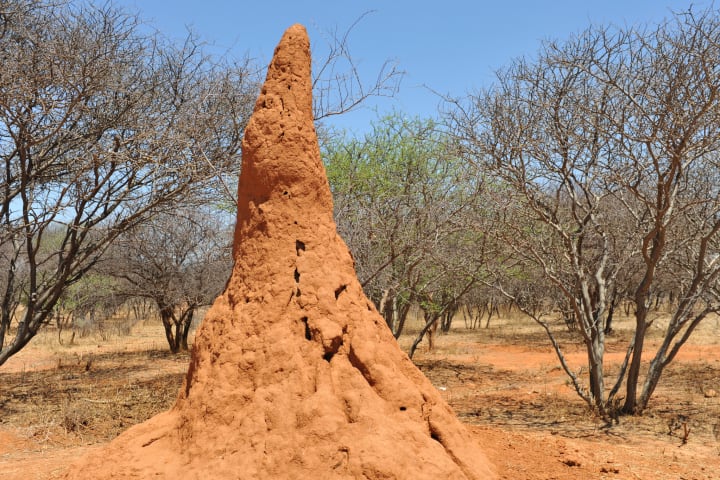 A termite mound in Namibia grassland