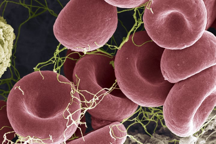 A scanning electron microscope image of red blood cells.