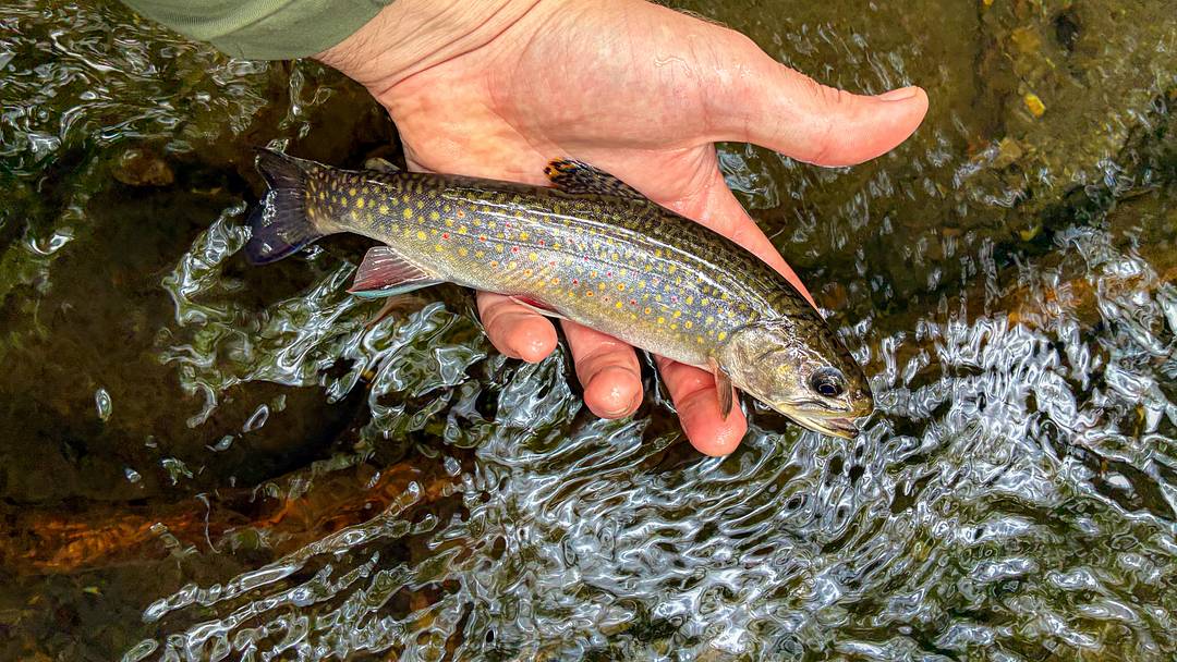 An eastern brook trout caught along the Appalachian Trail. An eastern brook trout caught along the Appalachian Trail.