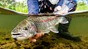 Big Alaskan wild rainbow trout are partial to a streamer being swung in front of them. 