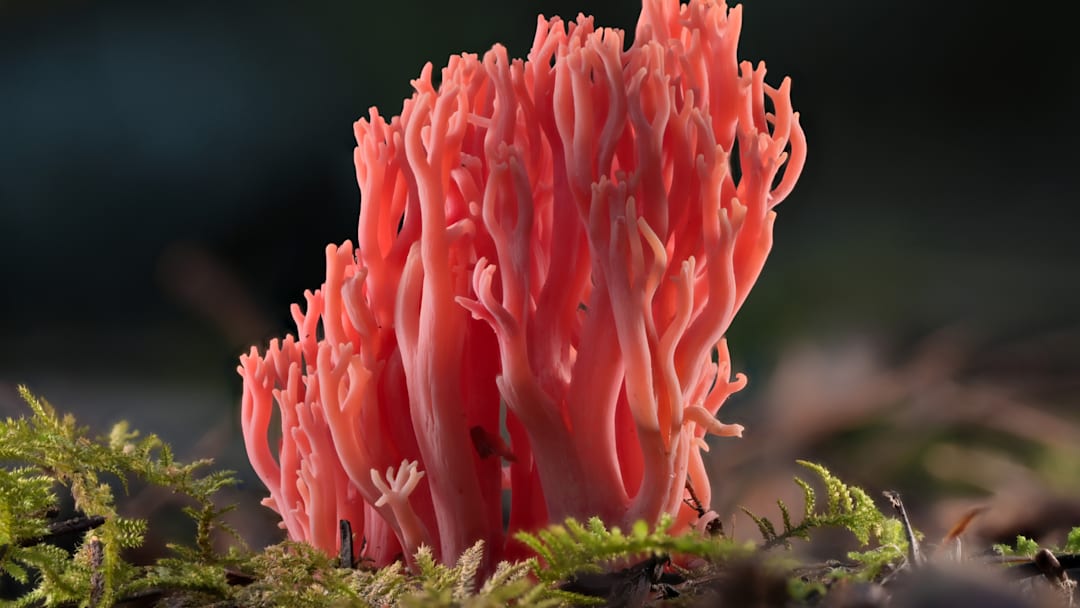 Red coral fungus, ‘Ramaria araiospora.’ Red coral fungus, ‘Ramaria araiospora.’