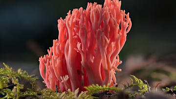 Red coral fungus, ‘Ramaria araiospora.’