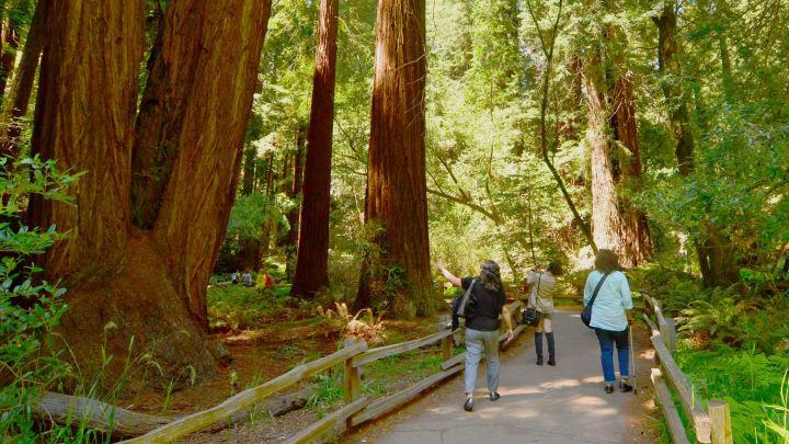 Visitors take in the grandeur of coast redwoods at Muir Woods in Golden Gate National Recreation Area.