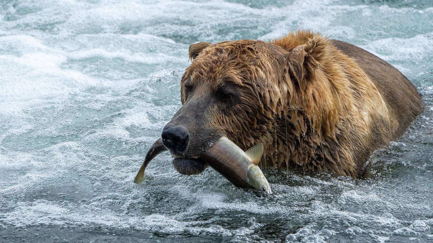Fat Bear Week 2022 Has Arrived at Katmai National Park