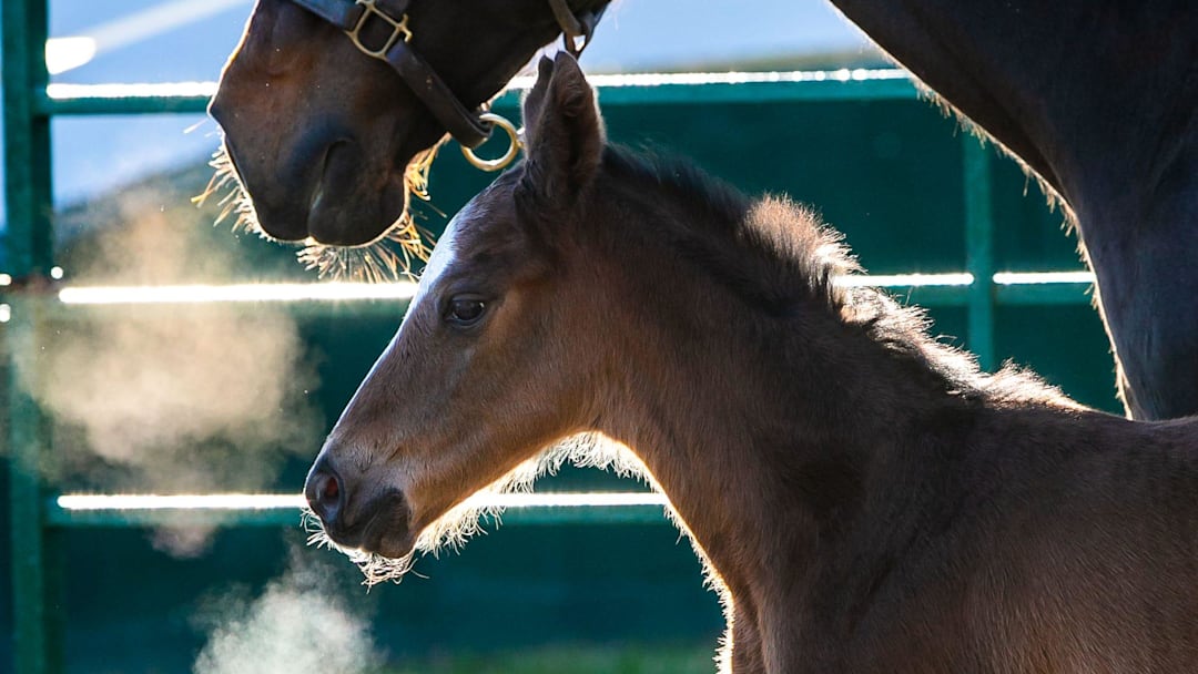 A foal and her mother pose on a cool morning