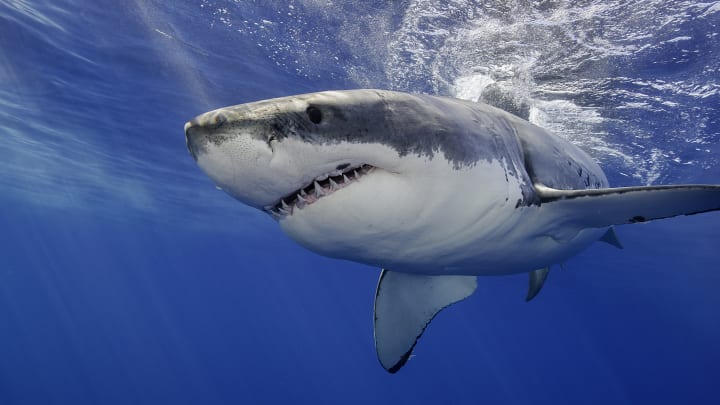 The great white is one of more than 500 shark species. 