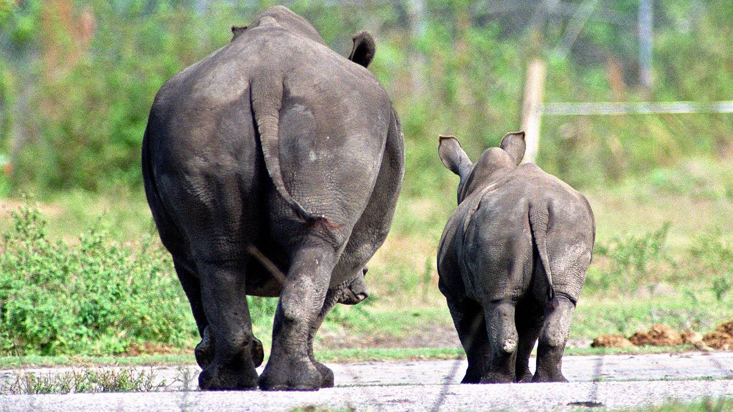 旅行者はサファリパークで野生動物と夜を過ごす新たな機会を満喫