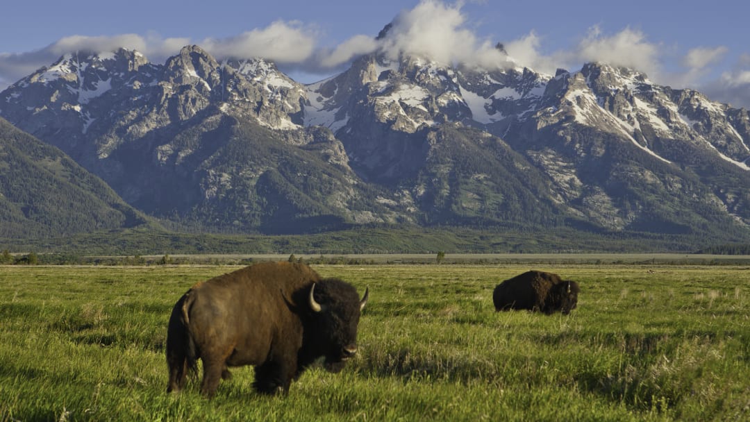 Bison grazing in Grand Teton National Park.