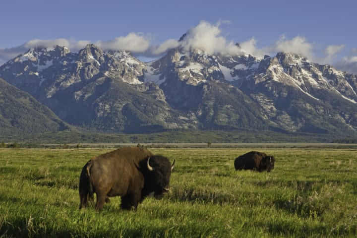 Bison grazing in front of the Teton Mountains.