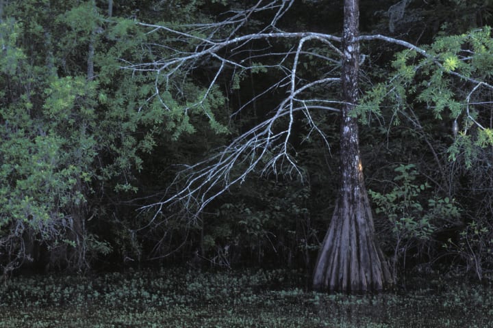 Cypress tree with ghostly branches standing in the Altamaha River in Georgia