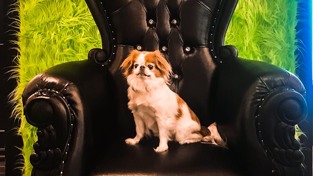 A Japanese Chin on her throne. A Japanese Chin on her throne.