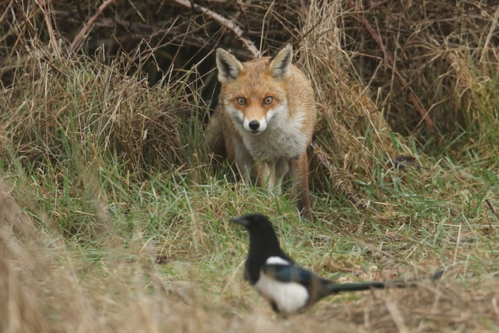 A magnificent wild red fox (Vulpes vulpes) coming out from a bramble bush and is stalking a magpie bird.