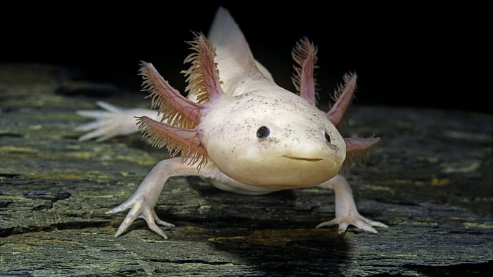 Types of Axolotls