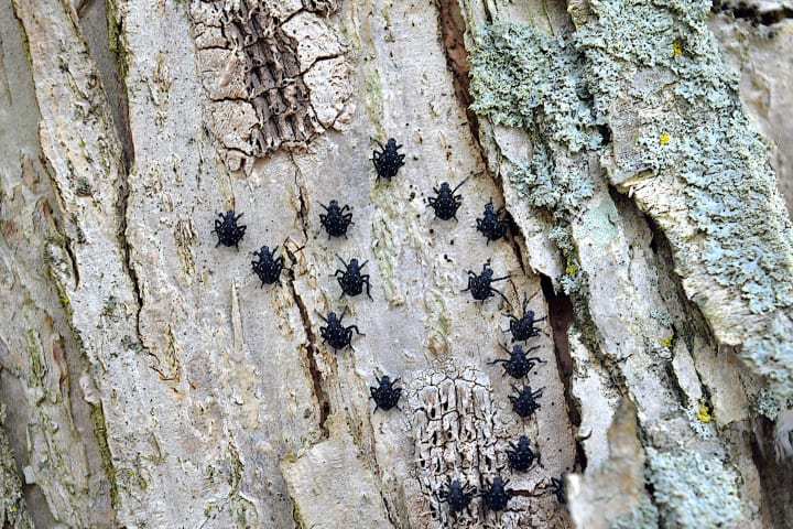 Spotted lanternfly nymphs.