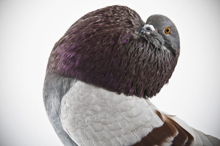 Holle Cropper pigeon