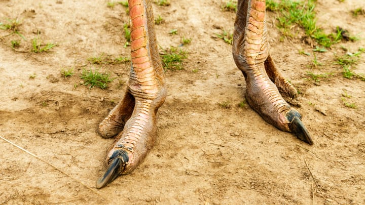Ostriches have two toes on each foot.