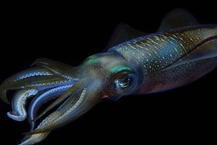 Close up of a squid swimming.