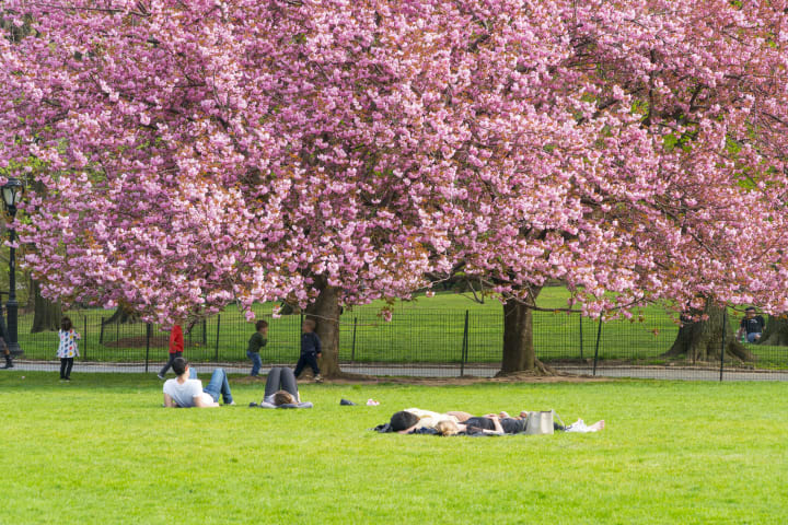 cherry blossoms in bloom on central park's great lawn