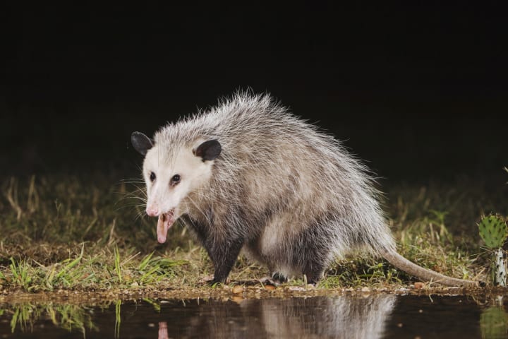 Virginia Opossum (Didelphis virginiana), adult at night drinking. 