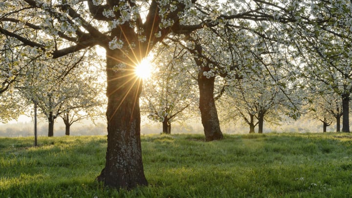 Late-afternoon sunlight filters through flowering trees.