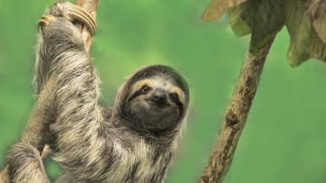 Two-toed and three-toed sloths? Not the same thing.