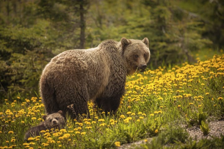 Grizzly bear and cub in a meadow of yellow flowers