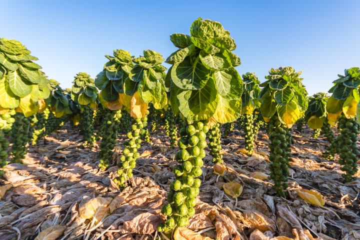 A Brussels sprouts crop in Scotland.