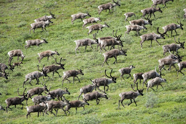 A caribou herd in the Arctic National Wildlife Refuge, Alaska