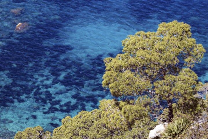 An Aleppo pine tree against the Mediterranean Sea