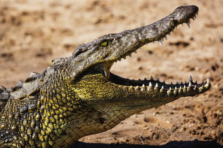 A side profile of a Nile crocodile