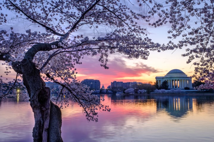 Cherry blossoms before sunrise at Washington, D.C.'s Tidal Basin.