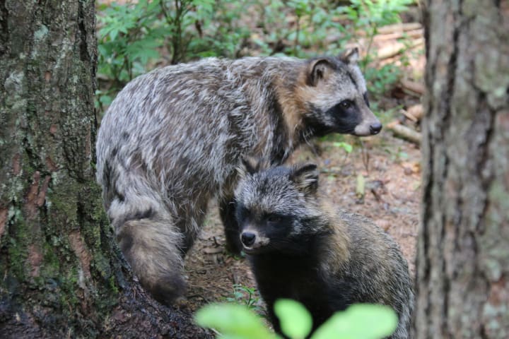 Two raccoon dogs in a forest in Russia.
