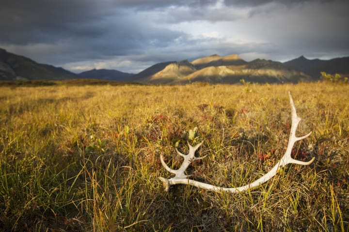 A bleached caribou antler in a grassy meadow during the golden hour in Gates of the Arctic National Park