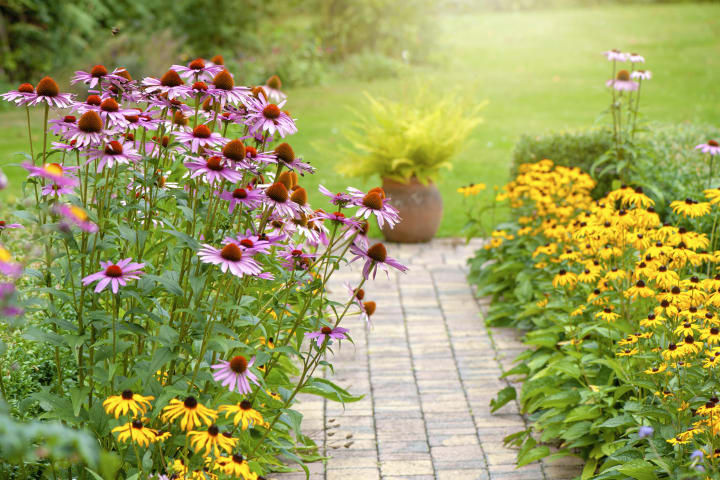 A garden path edged by purple coneflowers (left) and black-eyed susans.