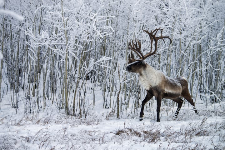 Caribou in snowy woods