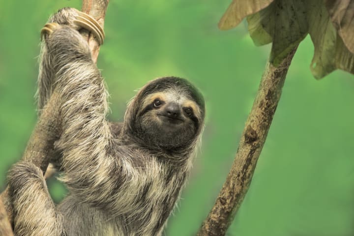 Three-toed sloth in a tree against a green background