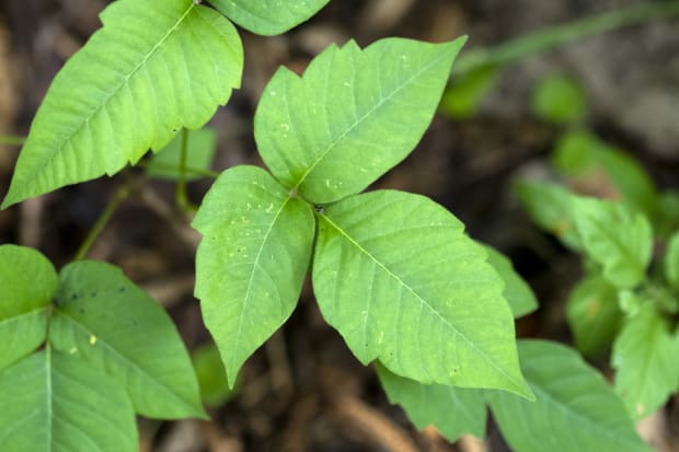 Poison Ivy