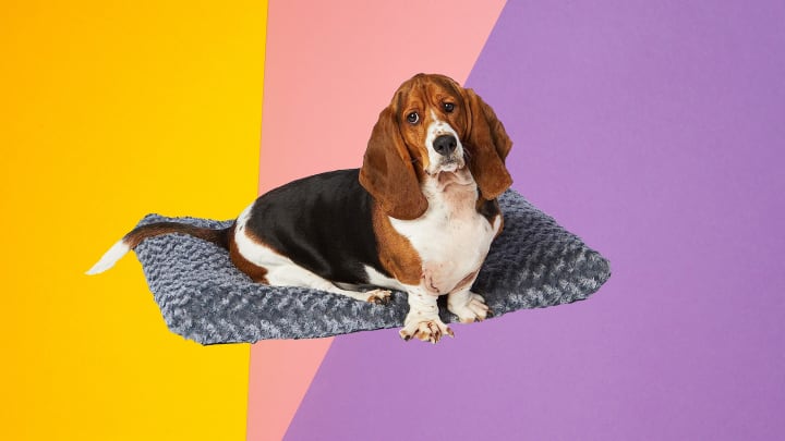 Best Amazon Basics Prime Day deals: Pet pad is pictured with basset hound. 
