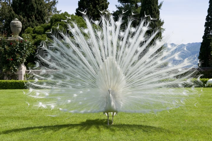 An all-white peacock in a Mediterranean garden