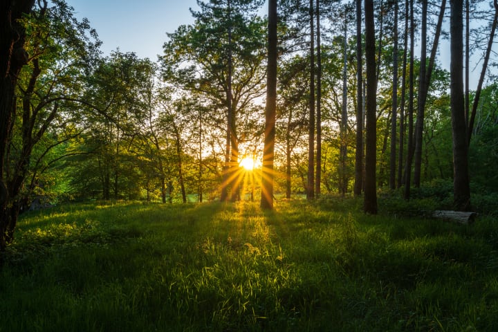 Spring sunset in a dense forest.