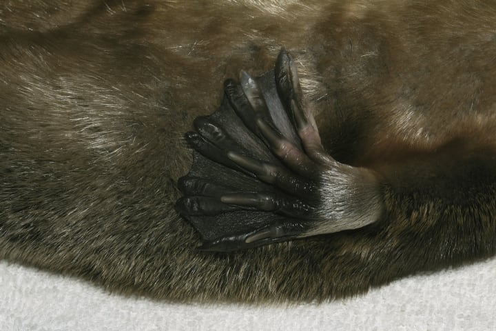 A platypus's webbed foot