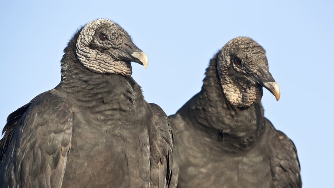 Two black vultures whose poop comes with perks.