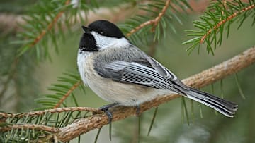 An adorable black-capped chickadee posing in a white spruce.