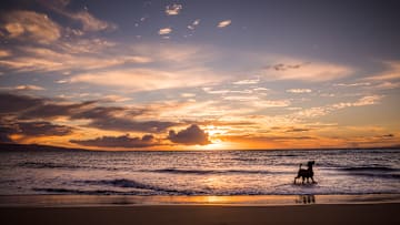 The dog days of summer are about to get a lot more scenic. 