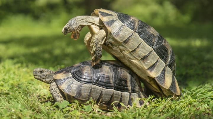 Turtle mating makes for some funny sound effects.