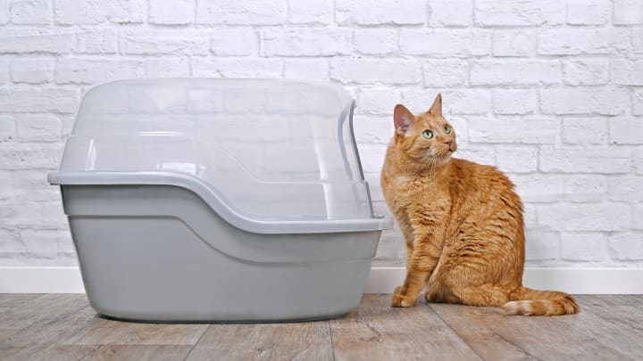 The 7 Best Cat Litter Mats of 2024 - Reviews by Your Best Digs