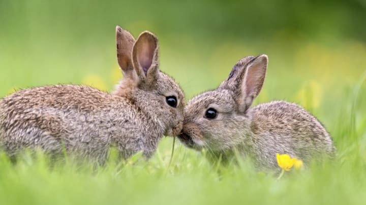 Two young bunny rabbits touching noses in a grassy field.